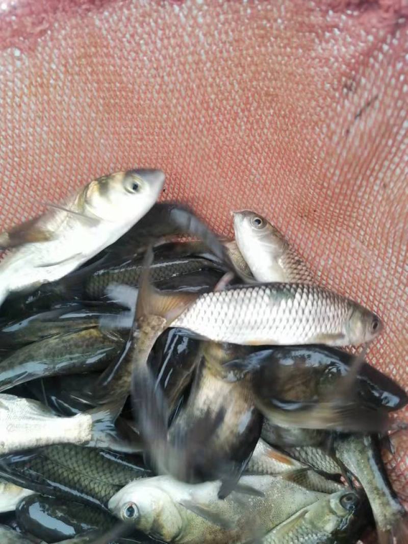 鲫鱼苗，草鱼苗，等各种特色鱼苗，品种好，价格低