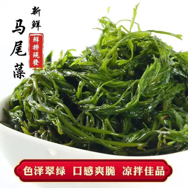 新鲜盐渍马尾藻龙须菜鞭炮竹羊栖菜碱性海藻长寿菜火锅食材