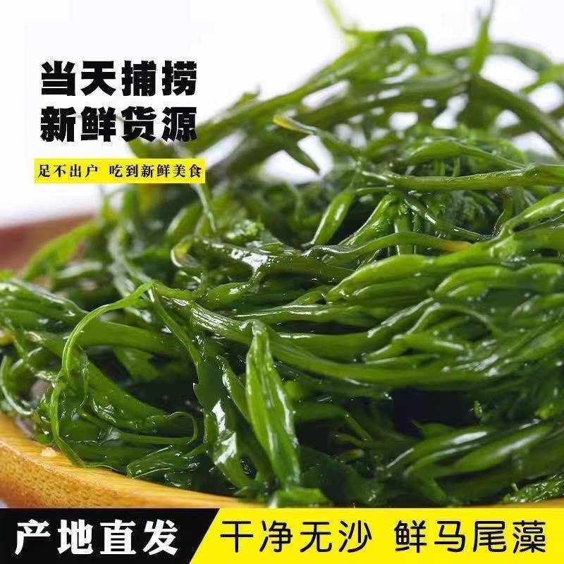 新鲜盐渍马尾藻龙须菜鞭炮竹羊栖菜碱性海藻长寿菜火锅食材