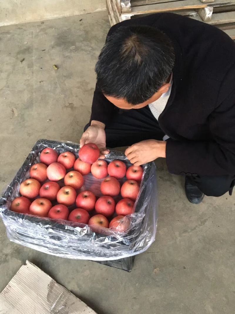 纸袋红富士苹果，陕西红富士价格，水晶红富士苹果批发
