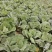 精品莲花白大量上市，全国供货，品质保证欢迎来电诚信经营