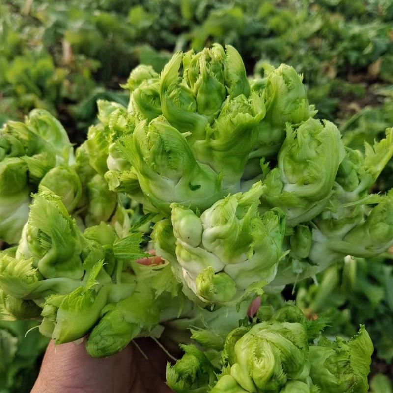 大量儿菜上市产地直发价格优惠欢迎来电，对接商超电商市场
