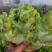 大量儿菜上市产地直发价格优惠欢迎来电，对接商超电商市场