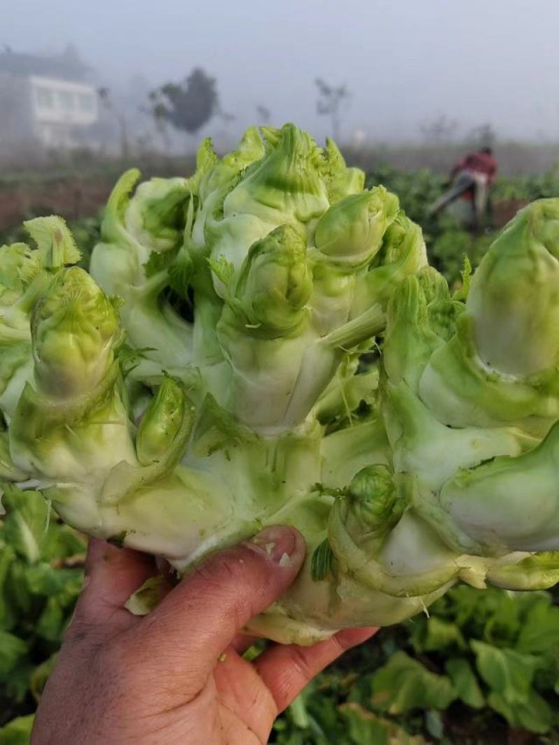大量儿菜上市产地直发价格优惠欢迎来电，对接商超电商市场