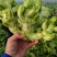 大量儿菜上市产地直发价格优惠欢迎来电，对接商超电商市场