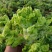 大量儿菜上市产地直发价格优惠欢迎来电，对接商超电商市场