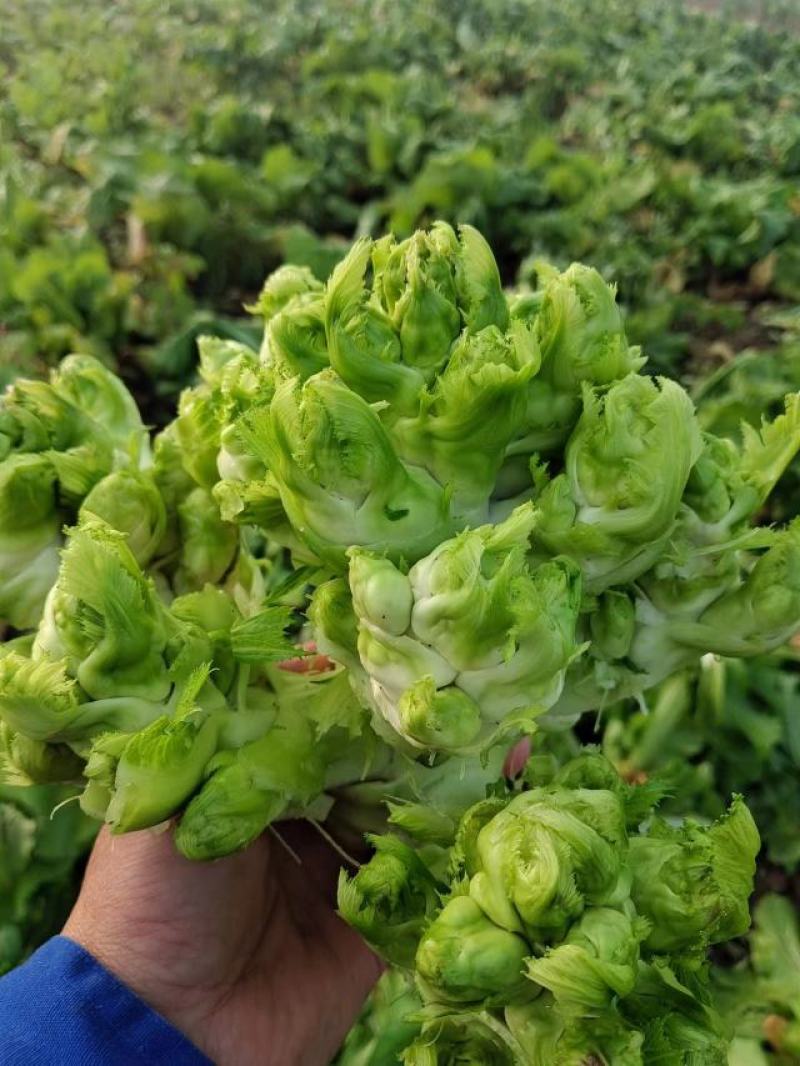 大量儿菜上市产地直发价格优惠欢迎来电，对接商超电商市场