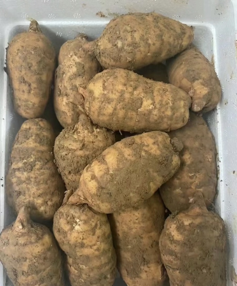 【热卖】昭通小草坝天麻礼盒装一盒5斤种植基地现挖现发
