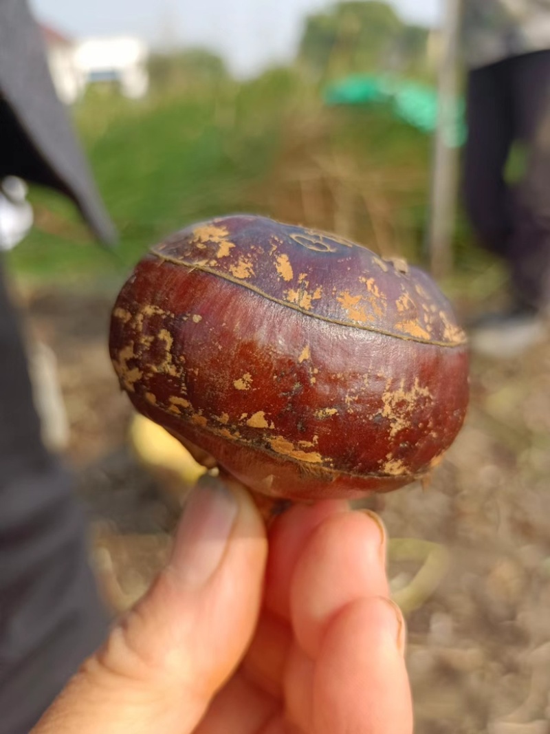 【毛马蹄】宜昌荸荠马蹄地栗产地现挖现发皮薄肉嫩