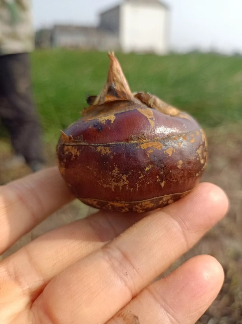 【毛马蹄】宜昌荸荠马蹄地栗产地现挖现发皮薄肉嫩