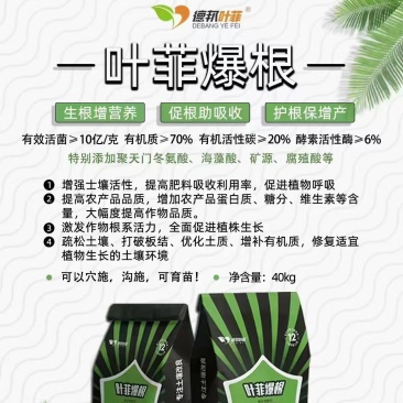 叶菲爆根，聚谷氨酸生物有机菌肥育苗七天爆发生根，出苗率高