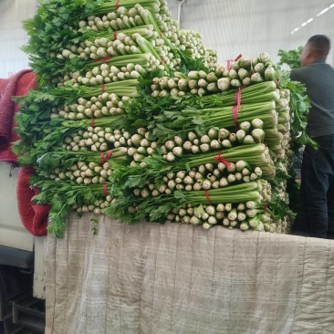 河南省内黄县王保昌果蔬商行芹菜大量上市