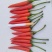 小米椒