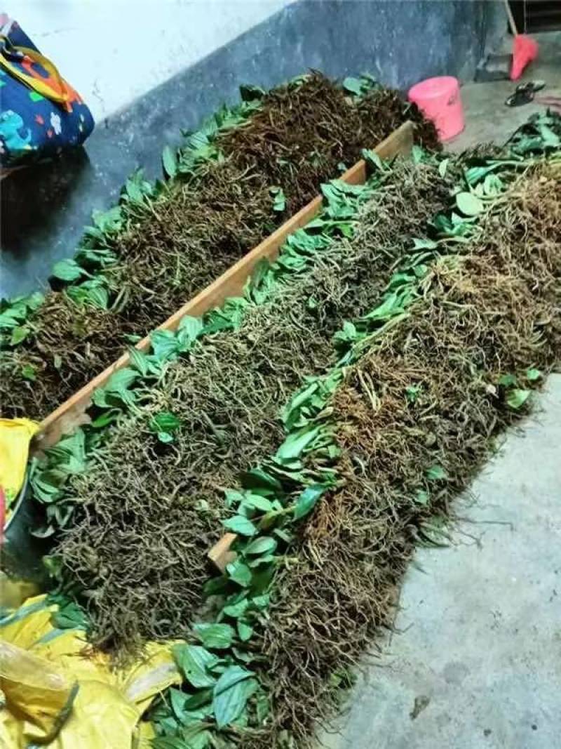 《牛商推荐》见血清干湿货库存充足量大从优欢迎老板选购