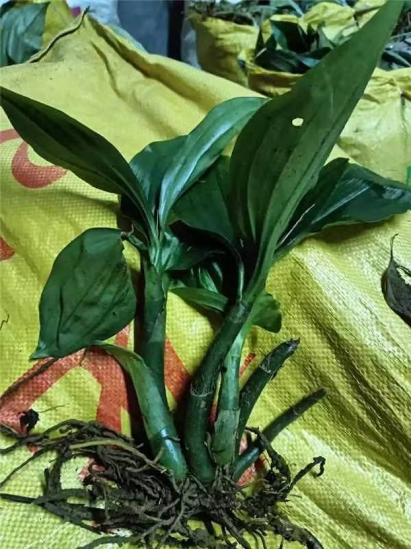 《牛商推荐》见血清干湿货库存充足量大从优欢迎老板选购