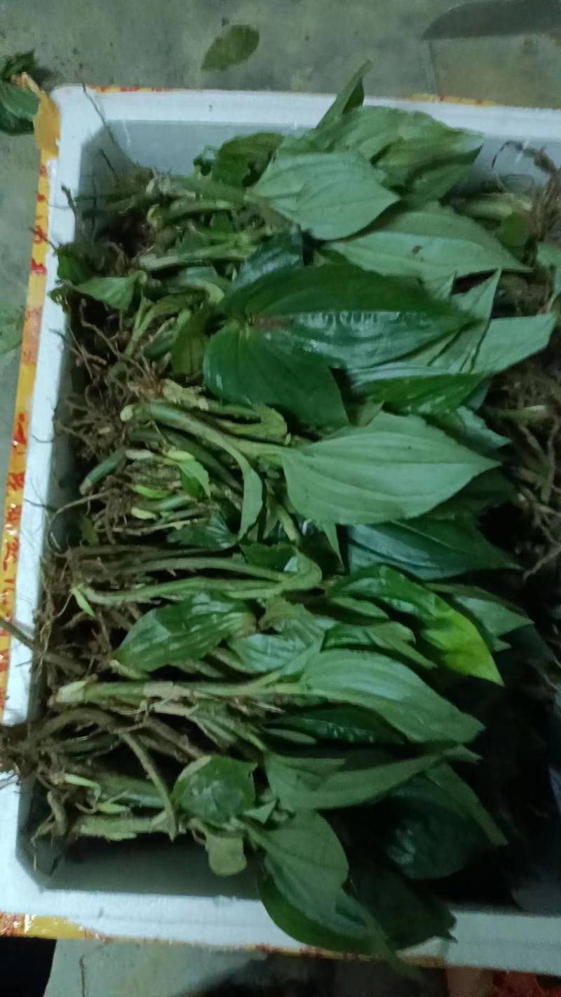《牛商推荐》见血清干湿货库存充足量大从优欢迎老板选购