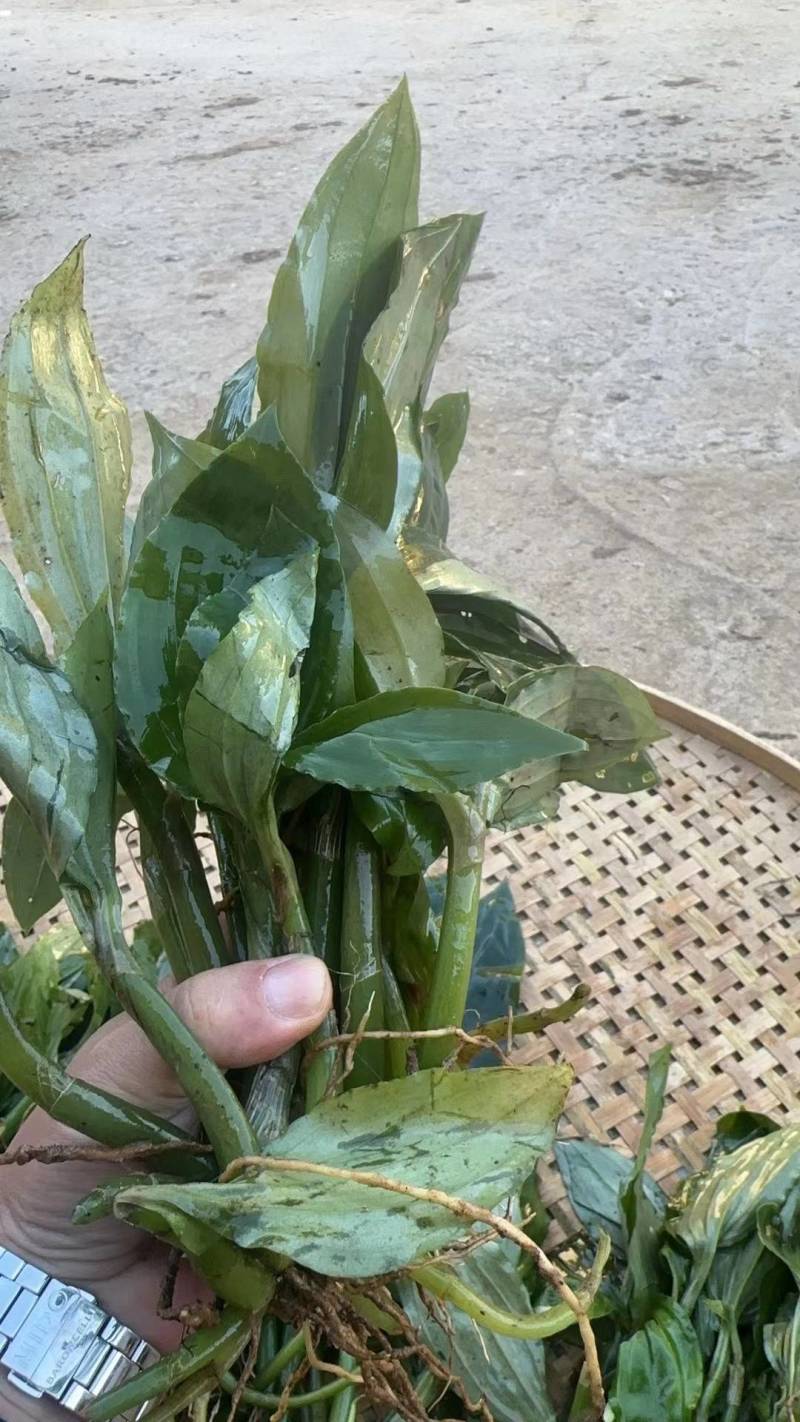 《牛商推荐》见血清干湿货库存充足量大从优欢迎老板选购