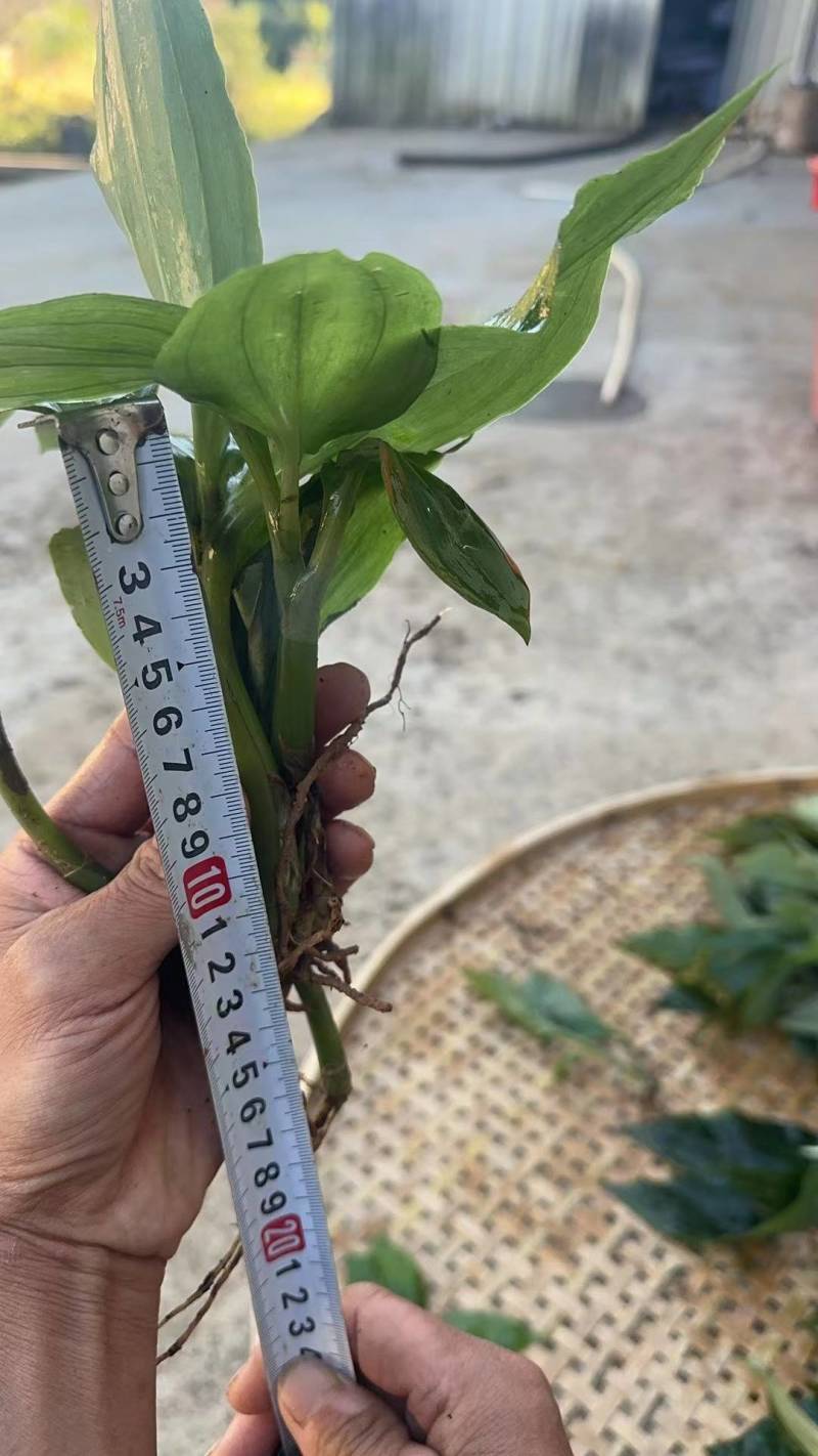 《牛商推荐》见血清干湿货库存充足量大从优欢迎老板选购