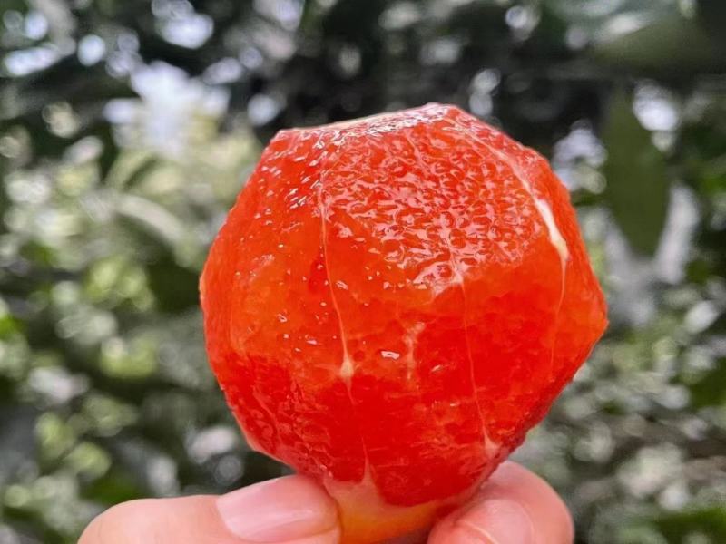 中华红橙血橙，卡拉橙，塔罗科，产地供应，对接各平台