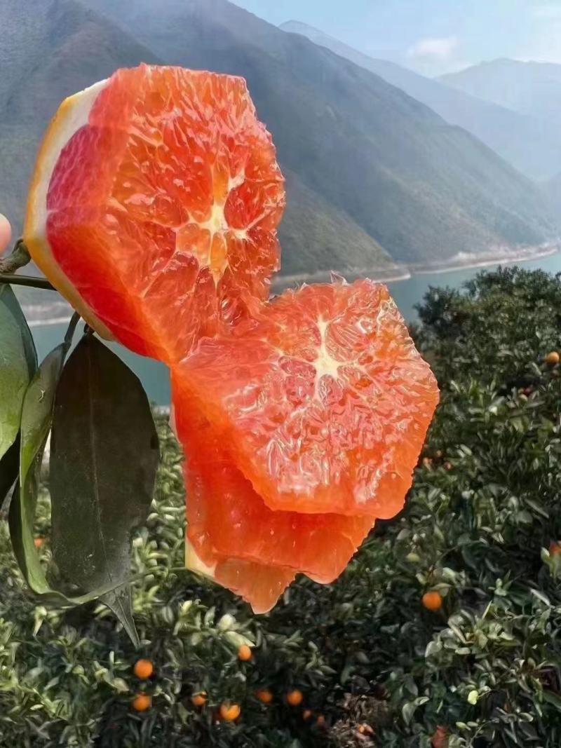 中华红橙血橙，卡拉橙，塔罗科，产地供应，对接各平台