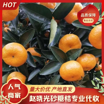 蜜橘代办砂糖橘代办湖北蜜桔代办砂糖橘代办