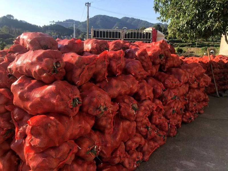 红薯江西优质淀粉红薯品类齐全量大从优欢迎老板选购