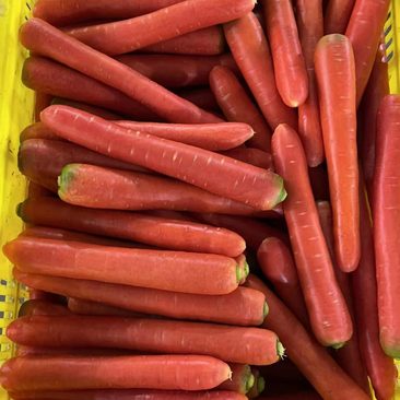 水果萝卜，量大价优，美味可口，水洗水果萝卜20斤/袋装