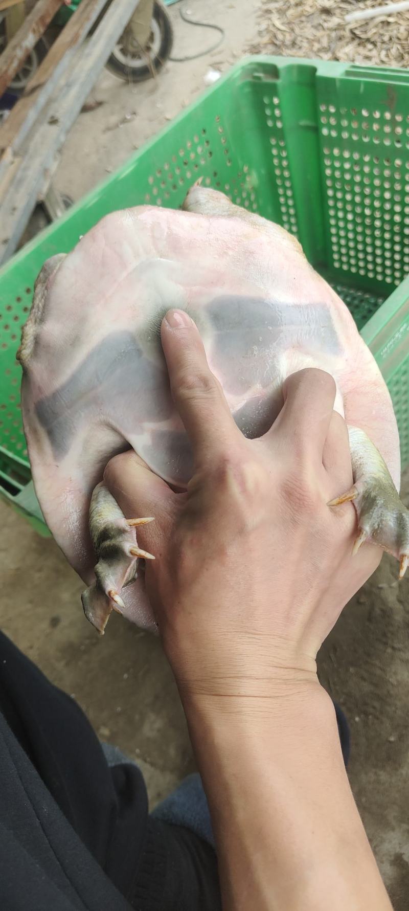 虾塘水鱼，白油黄油老甲鱼，塘口现抓现发，精品无伤，可放养