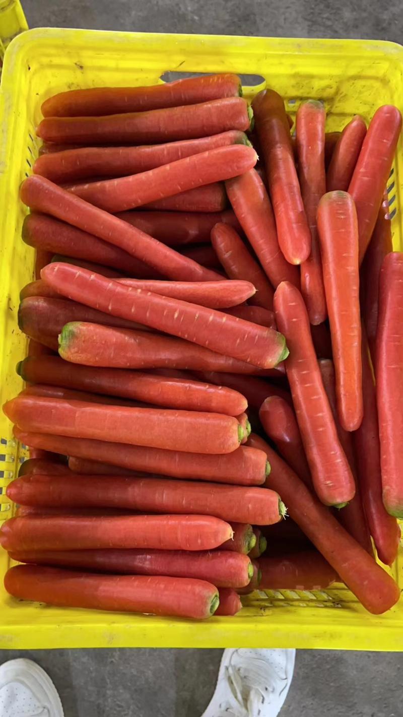 秤杆红萝卜，大荔秤杆红萝卜，量大价优，一手货源