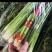 精品新鲜章丘鲍芹无丝大颗**酒店品质