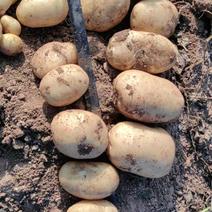 内蒙古黄心土豆品种齐全量大从优质量保证可视频