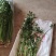 精品新鲜章丘鲍芹无丝大颗**酒店品质