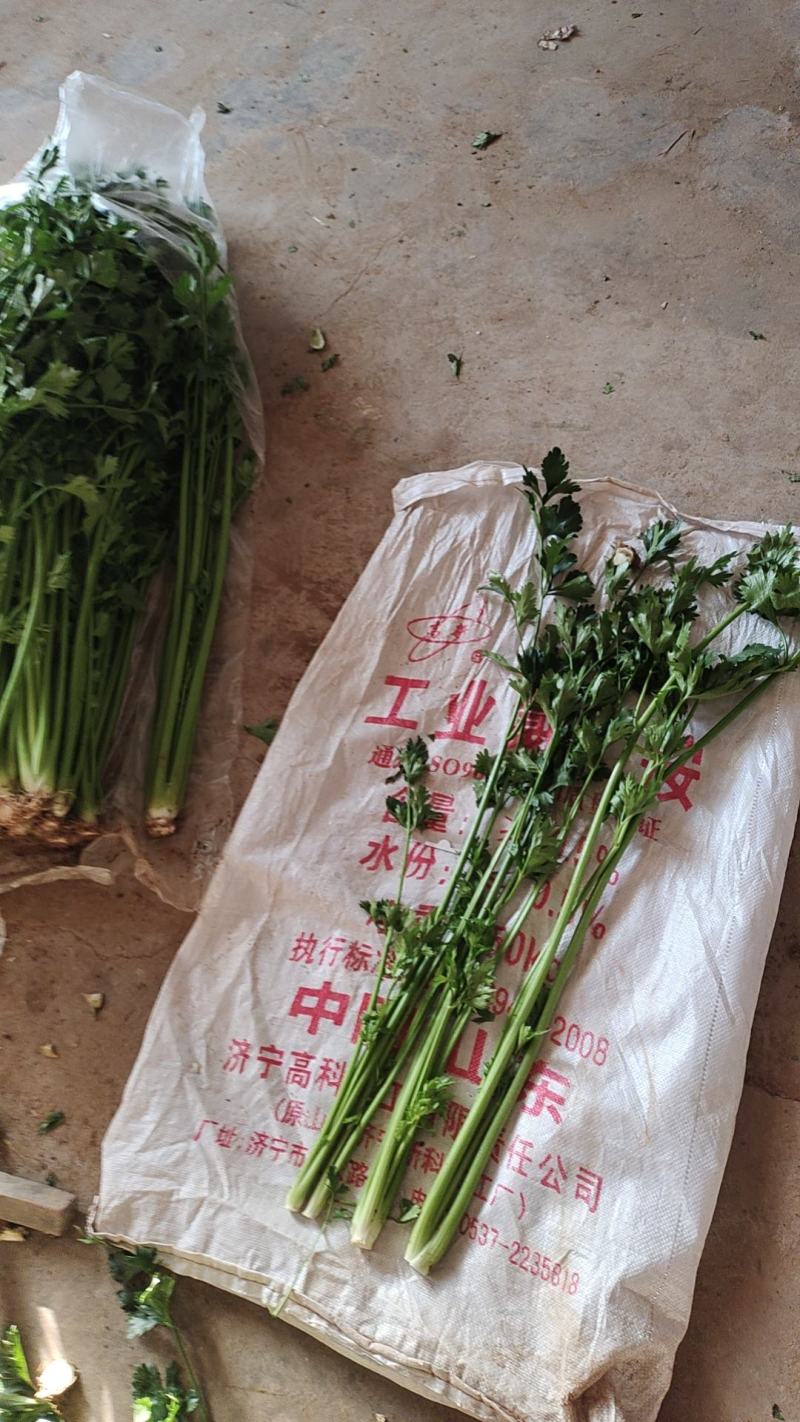 精品新鲜章丘鲍芹无丝大颗**酒店品质