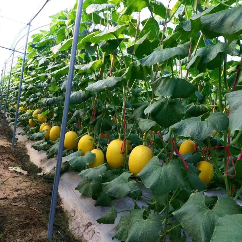 海南金香玉黄金蜜瓜大量上市，欢迎电商社区团购来电咨询