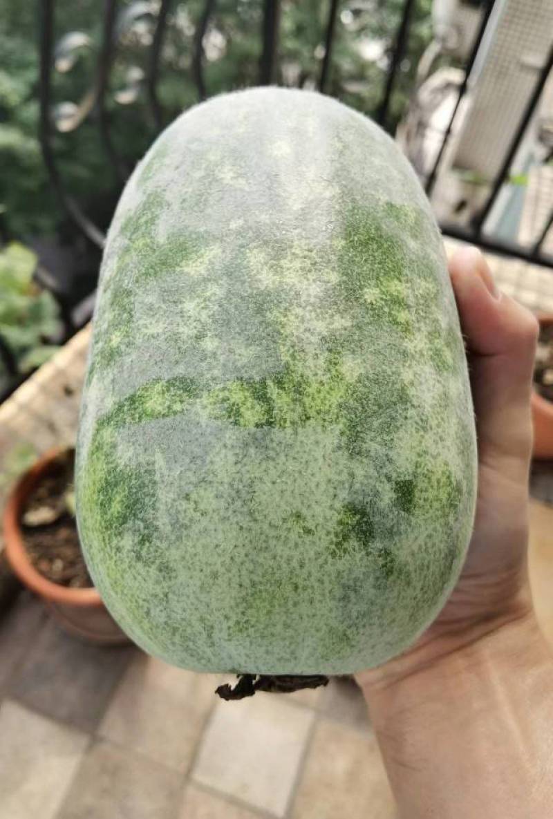 贝香冬瓜种子小巧玲珑口感清甜好吃易种