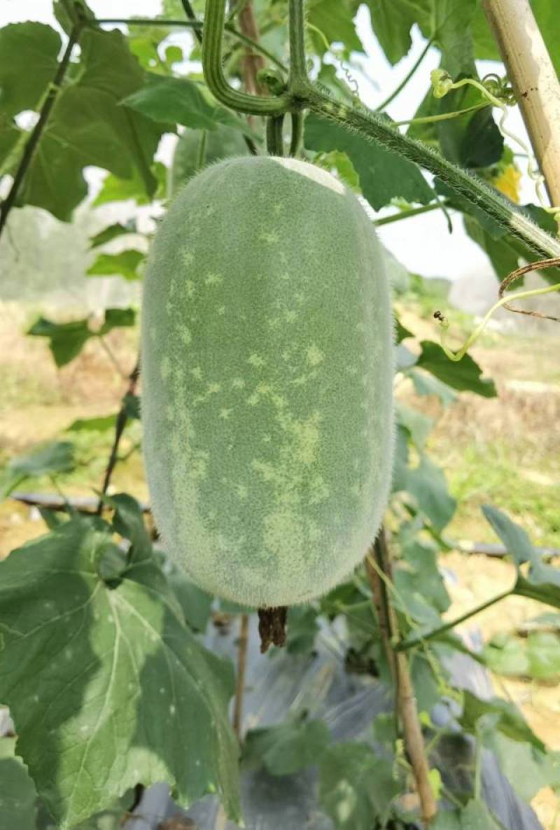 贝香冬瓜种子小巧玲珑口感清甜好吃易种