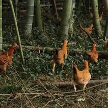 安徽优质散养土鸡，竹林鸡大量供应，诚信为先可视频看货