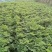 【推荐】当归，四川大凉山高海拔新鲜甜当归