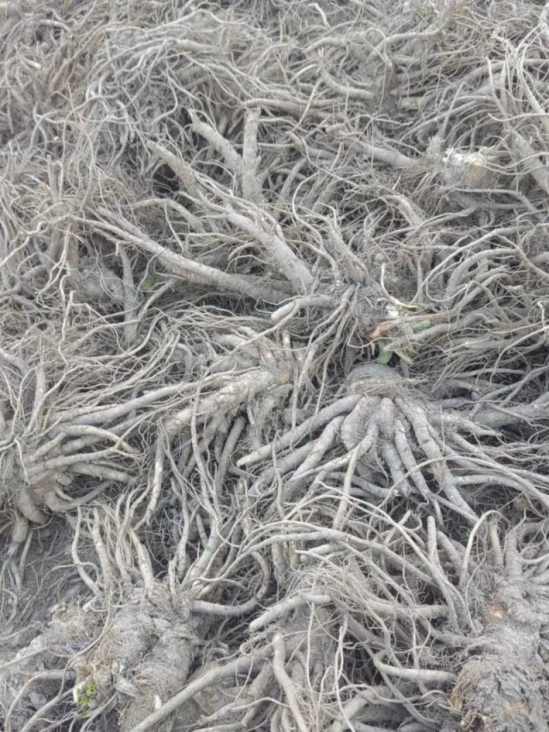 【推荐】当归，四川大凉山高海拔新鲜甜当归