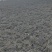 【推荐】当归，四川大凉山高海拔新鲜甜当归