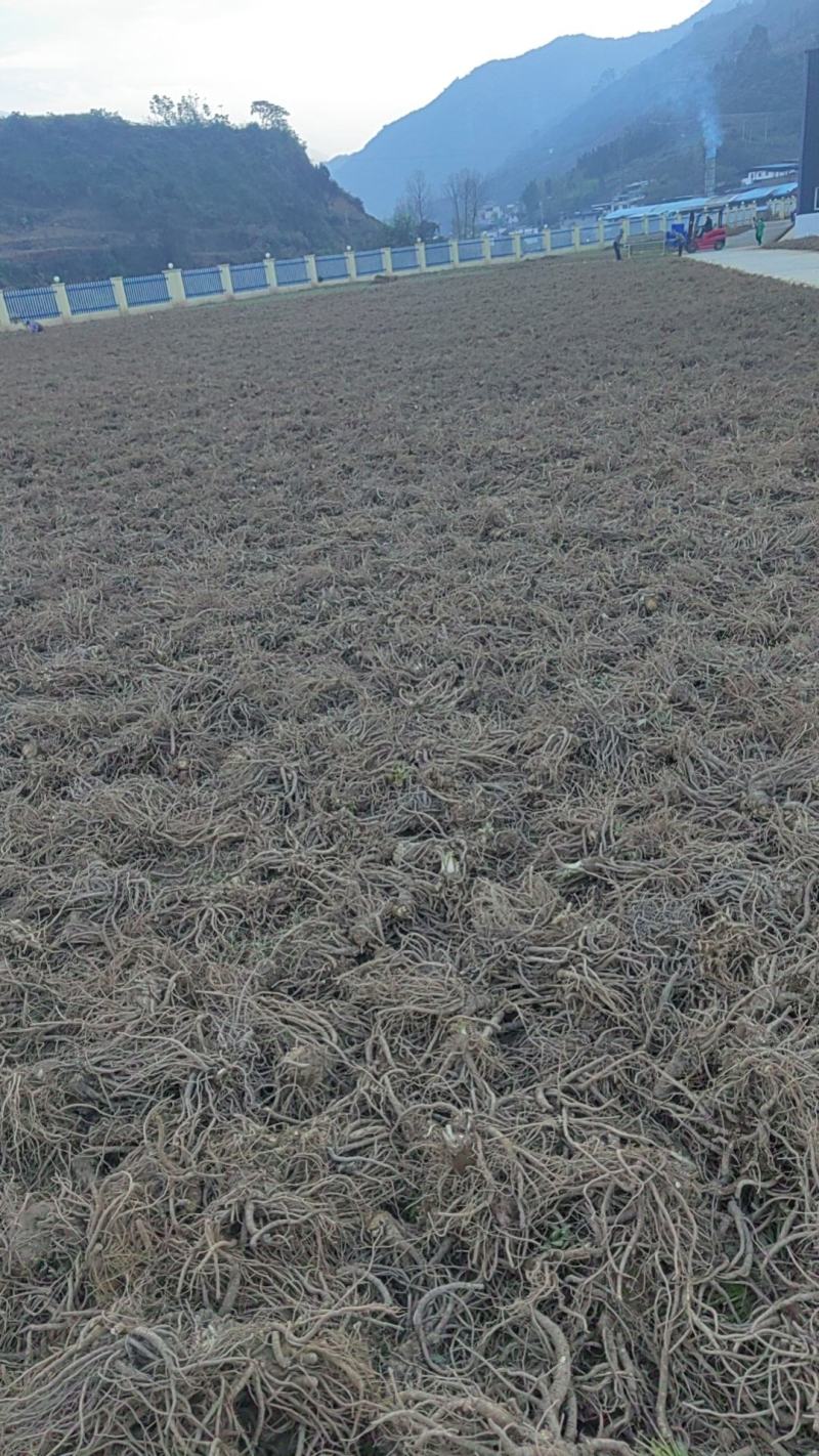 【推荐】当归，四川大凉山高海拔新鲜甜当归