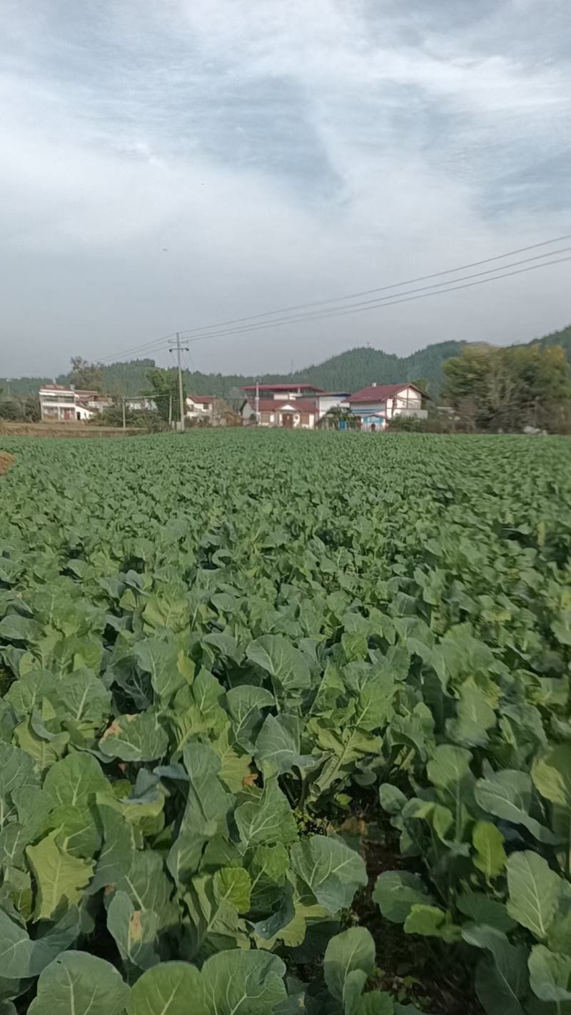 遂宁儿菜(抱子芥)