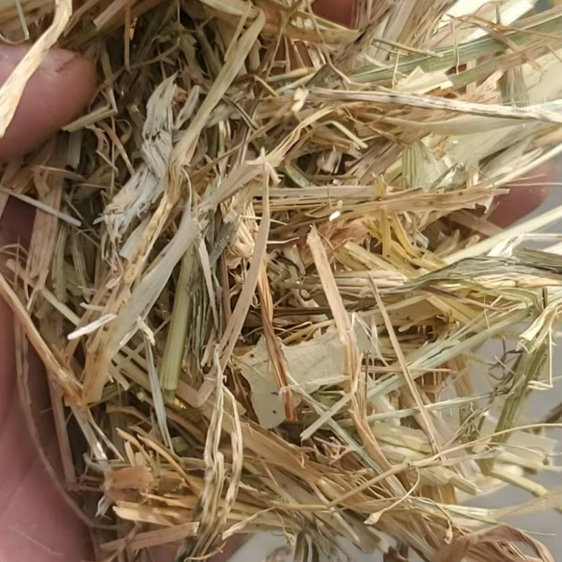 天津港JCT燕麦草基地直发大量有货诚信经营可视频看货