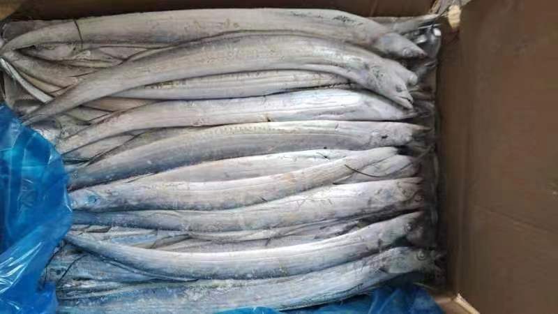 船冻带鱼质量好价格优大量批发，一手货源，供货稳定