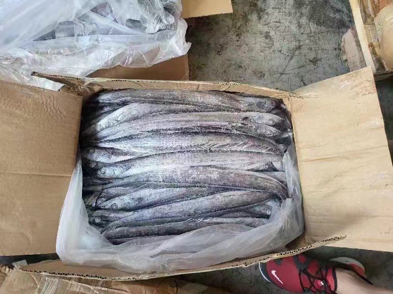 船冻带鱼质量好价格优大量批发，一手货源，供货稳定