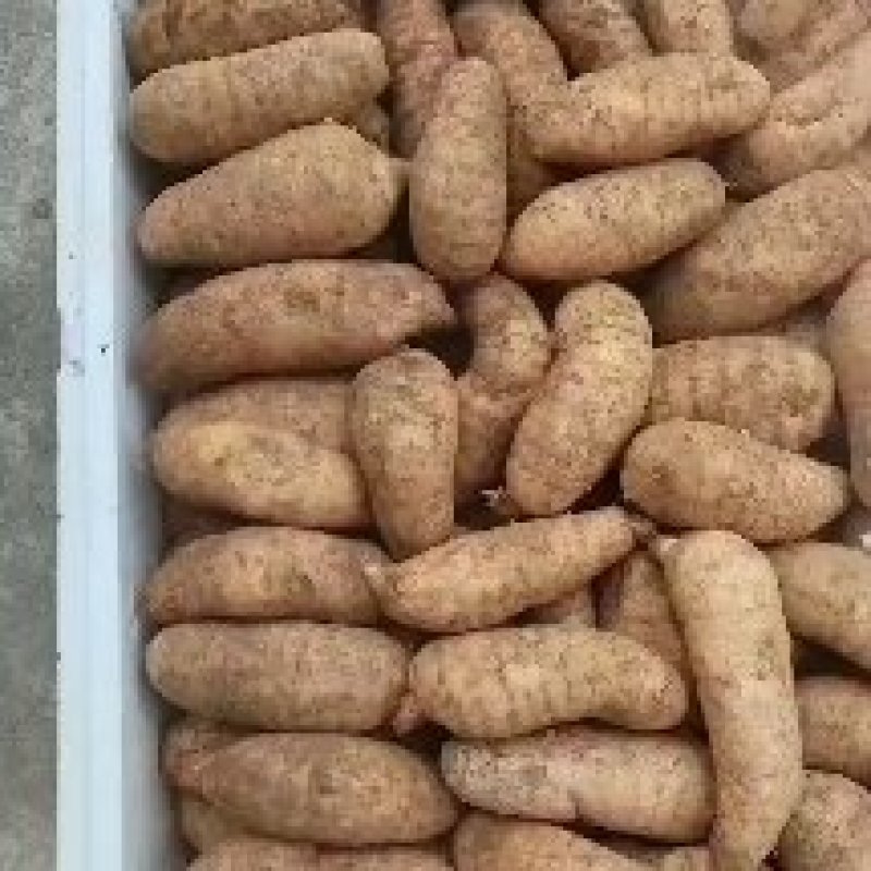 高山红天麻量大从优，欢迎大家光临