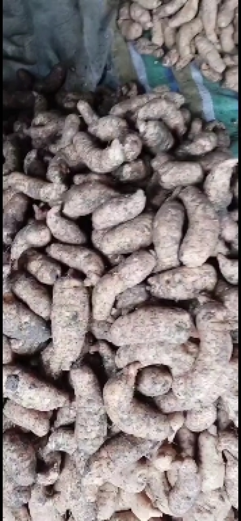 高山红天麻量大从优，欢迎大家光临