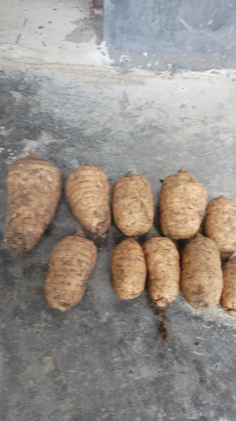 高山红天麻量大从优，欢迎大家光临