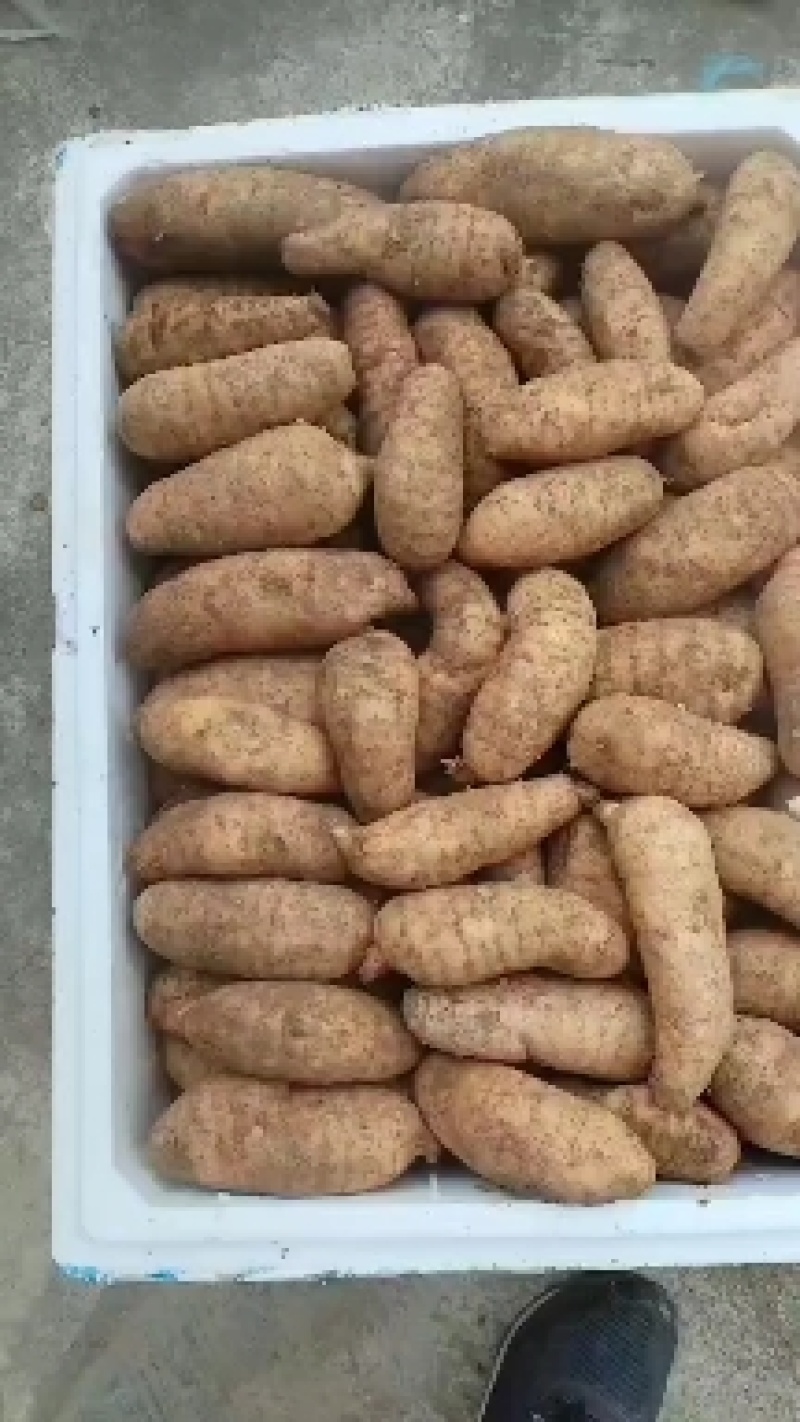 高山杂交麻，量大从优，欢迎大家光临。