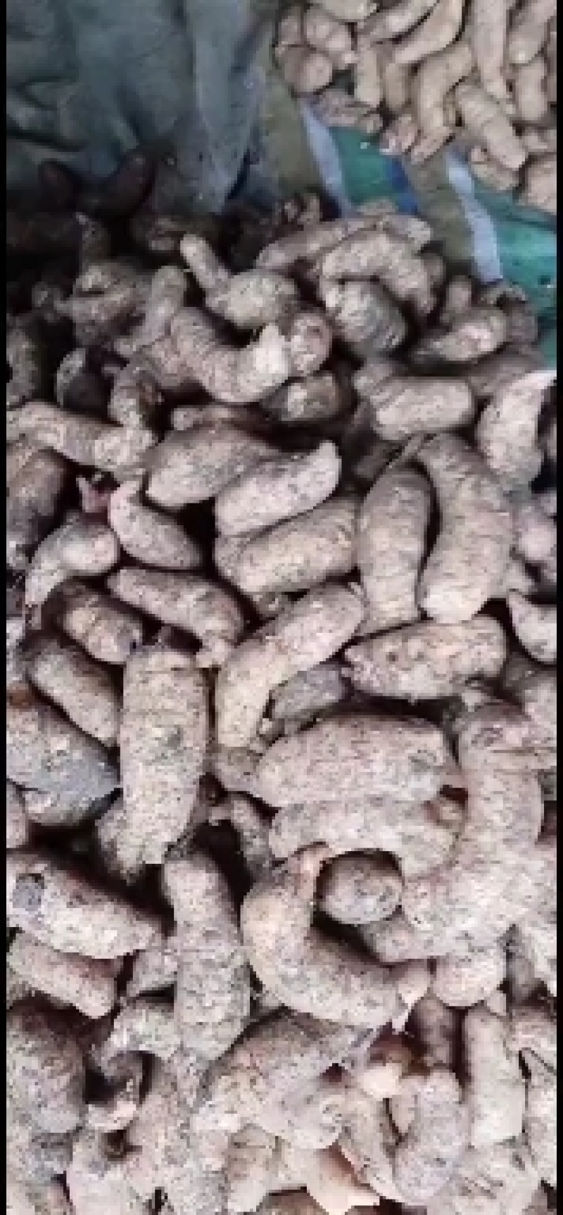 高山杂交麻，量大从优，欢迎大家光临。